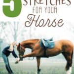 5 Best Stretches fro Your Horse