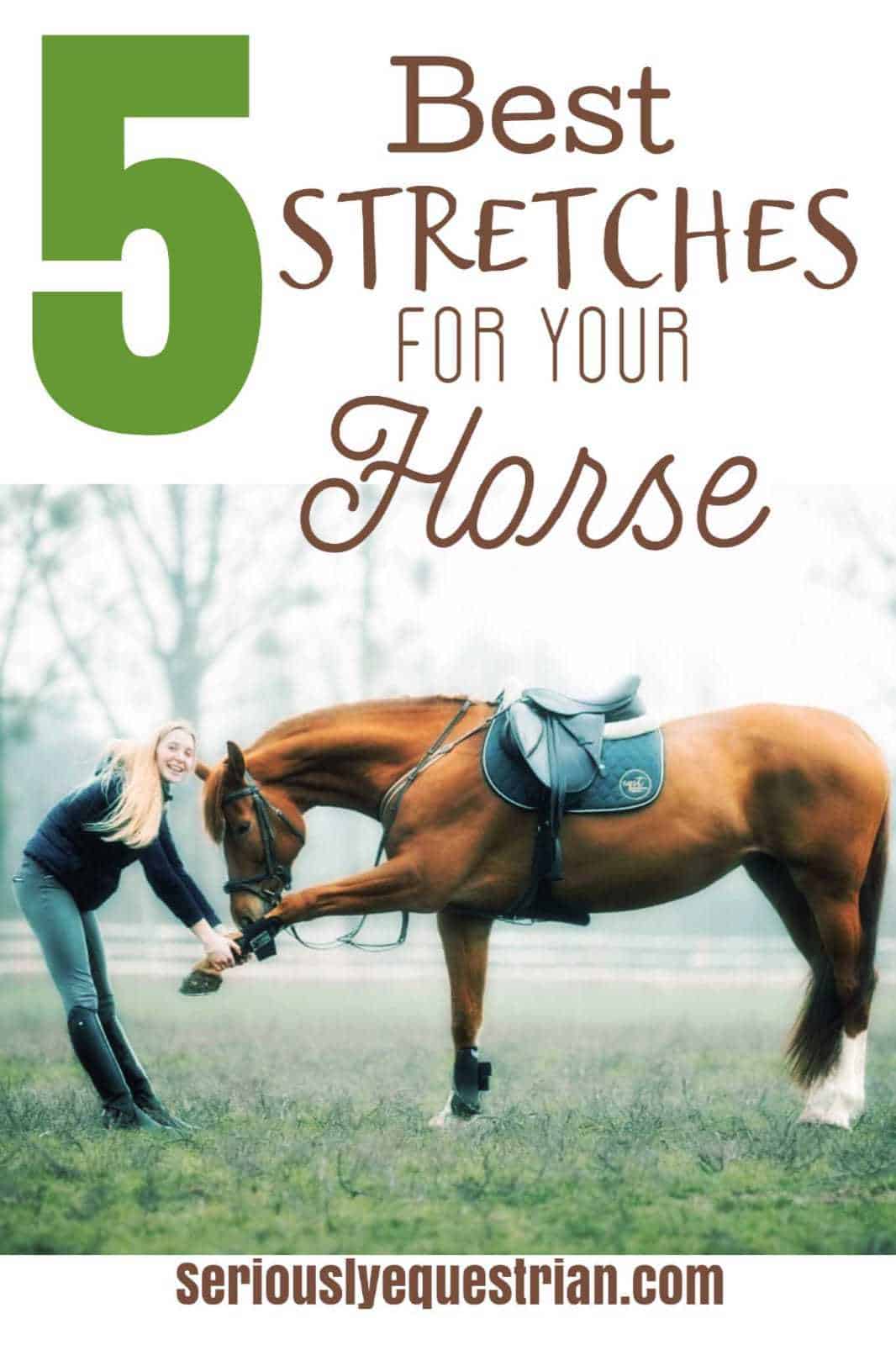 5 Best Stretches fro Your Horse