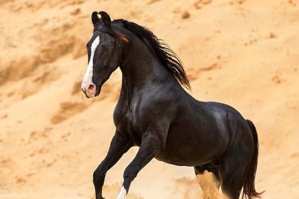 Marwari horse