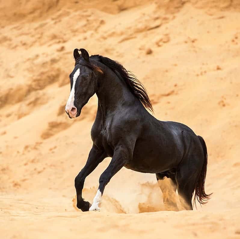 Marwari horse
