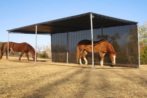 Horse sunburn barn