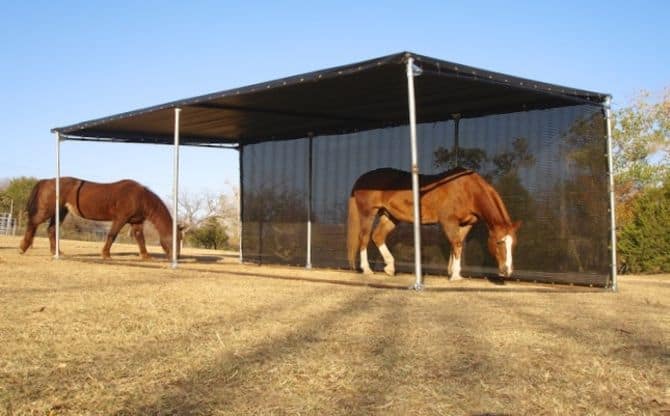 Horse sunburn barn