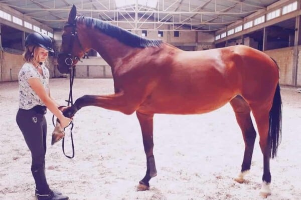 Horse manners