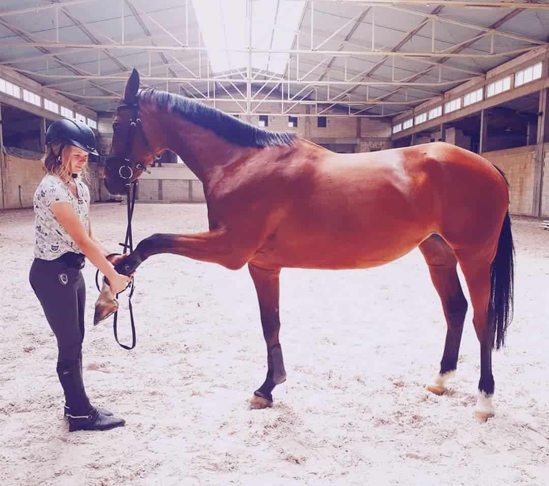 Horse manners