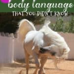 Horse Body Language