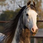 Marwari Horse