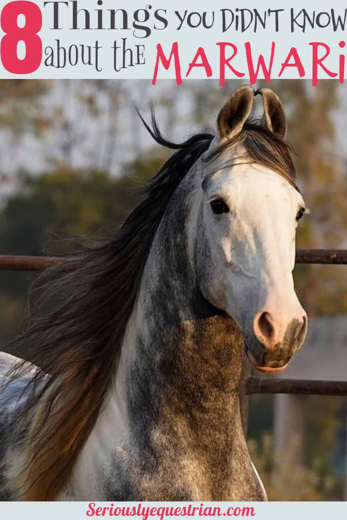 Marwari Horse