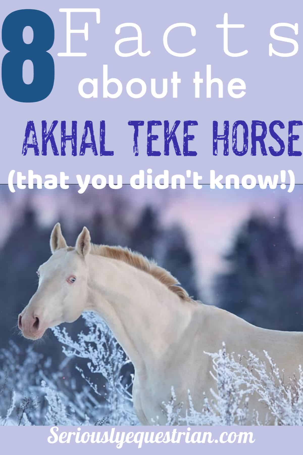 Akhal Teke facts