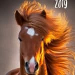 50 Horse Names