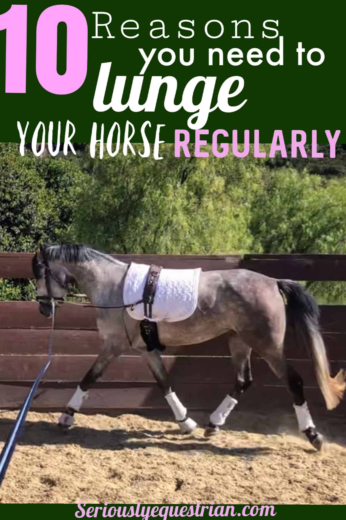Lunge Horse