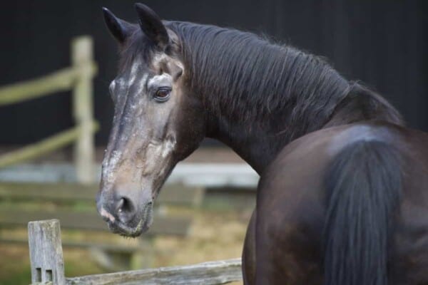 How Long do Horses live
