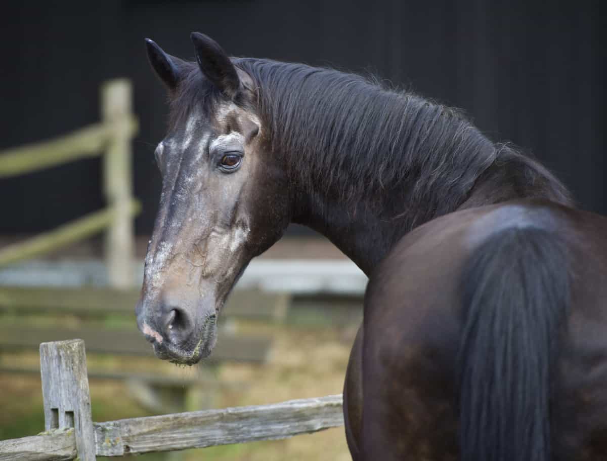 How Long do Horses live