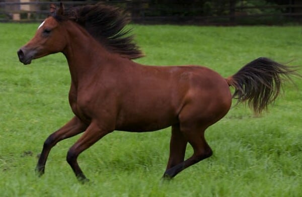 arabian-horse