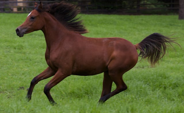 arabian-horse