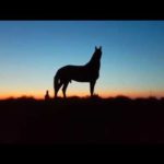 horse dusk