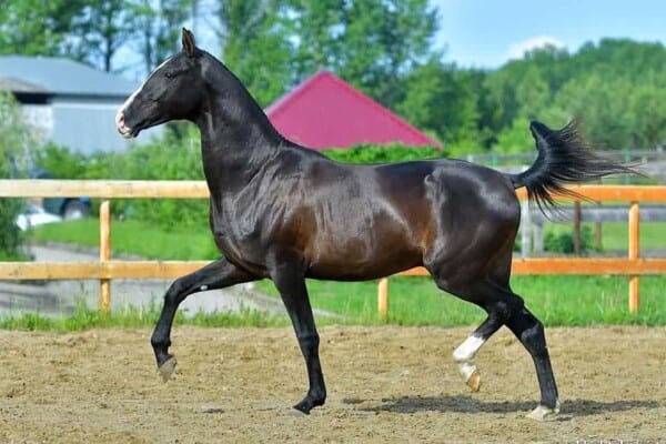 Akhal Teke Horse