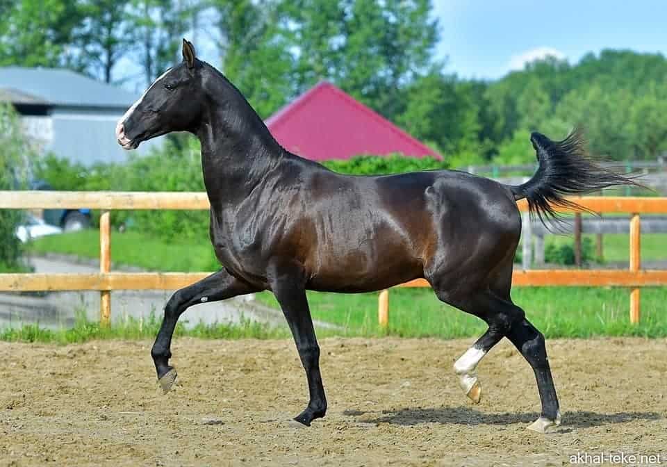 Akhal Teke Horse