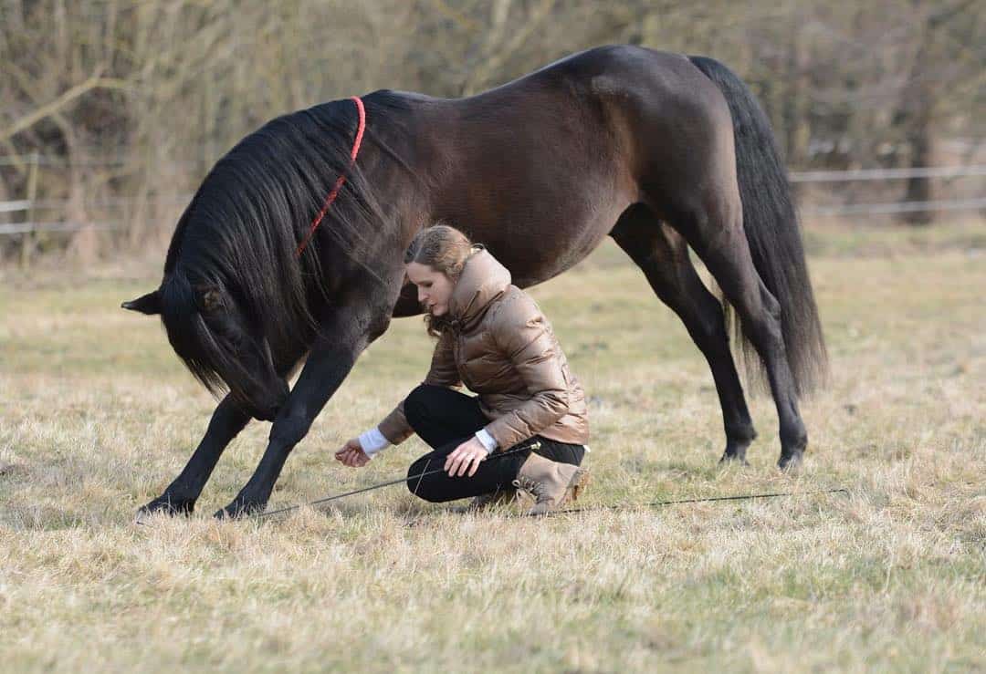 Horse Body Language