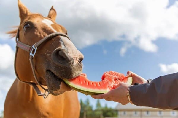 Healthy Horse