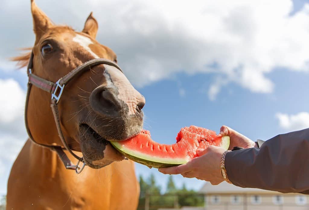 Healthy Horse