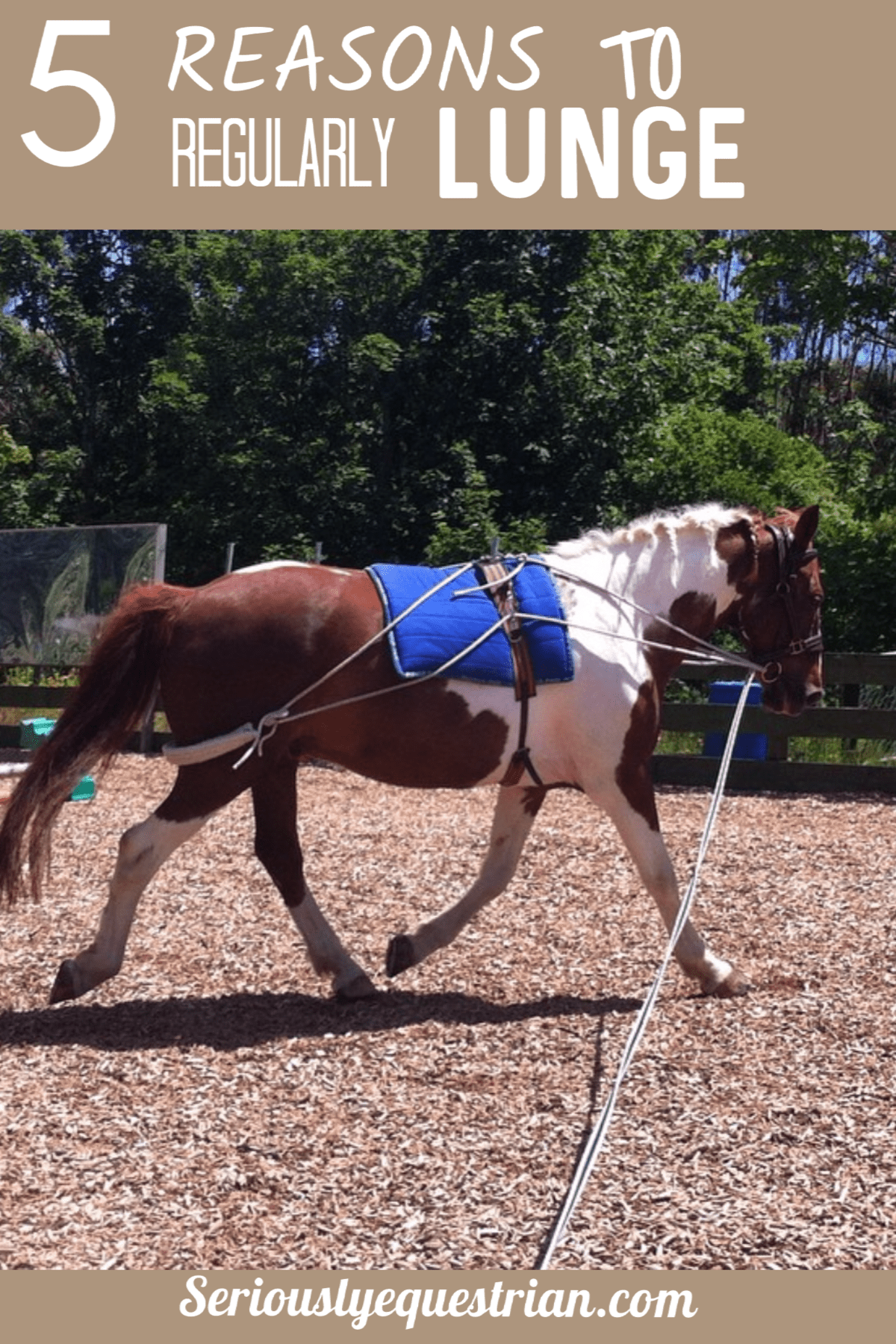 Horse Lunge