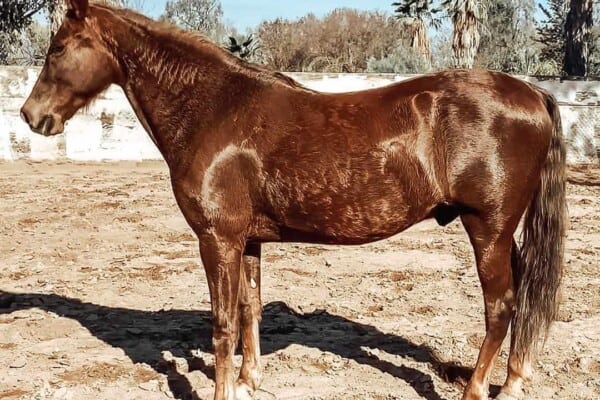 Tennessee walking horse