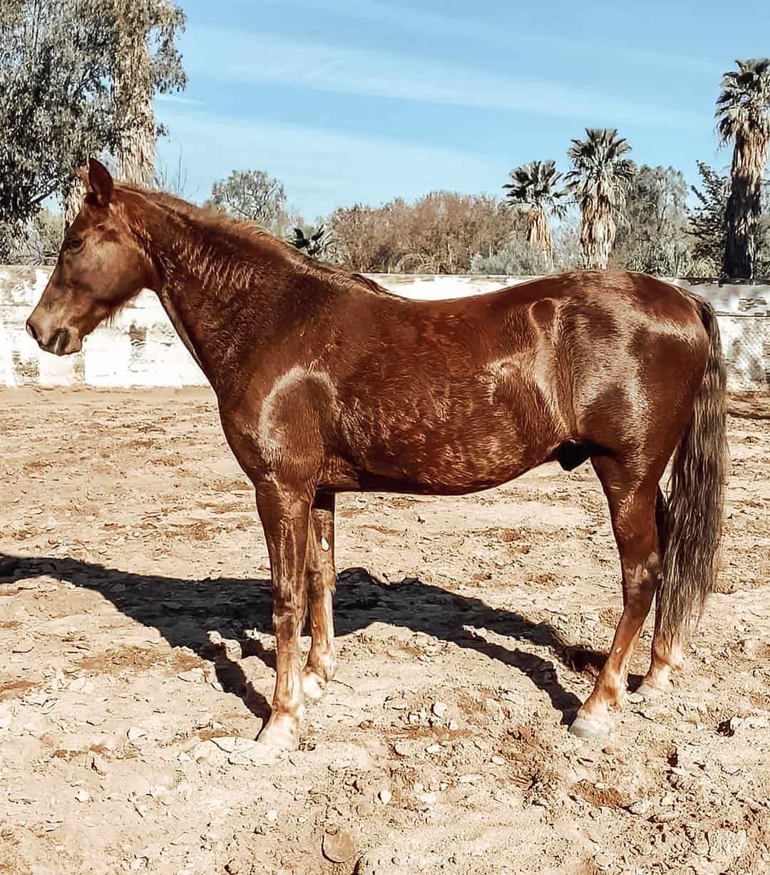 Tennessee walking horse