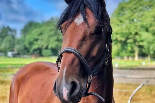 coconut oil for horses