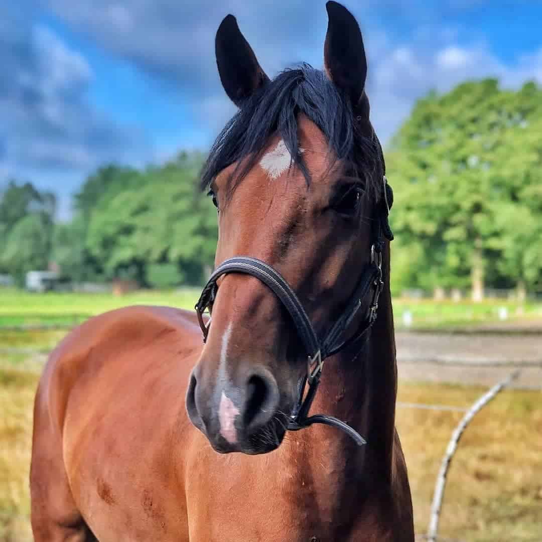 coconut oil for horses