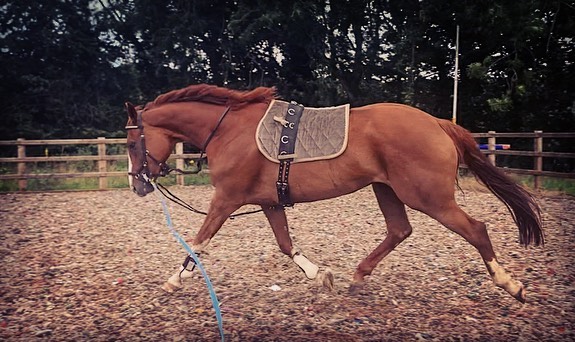 horse lunge2