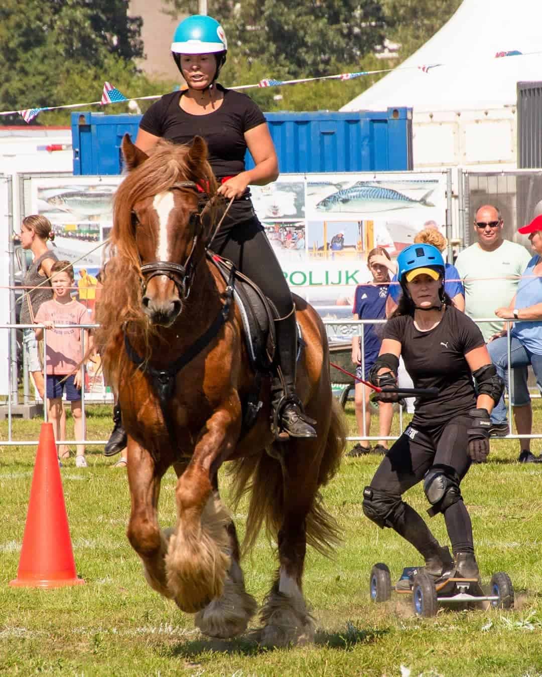 horse boarding