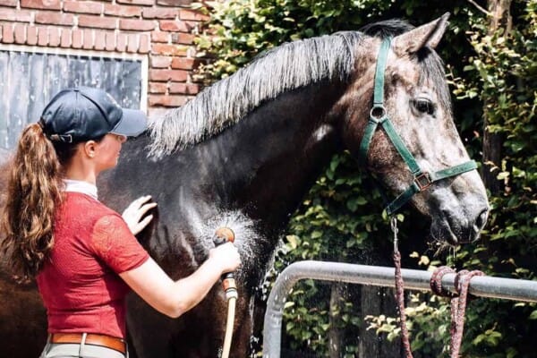 horse grooming