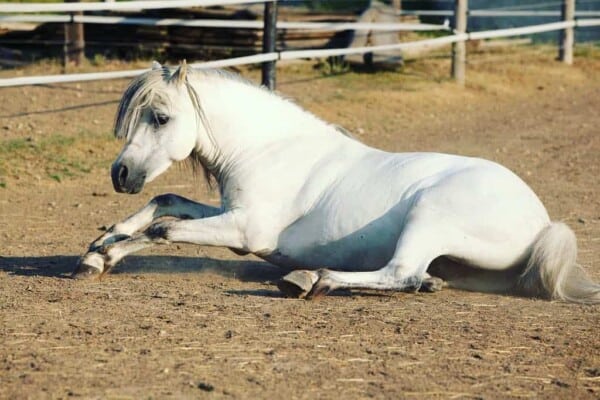 horse colic