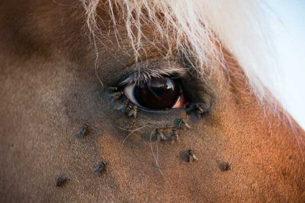 Horse fly spray