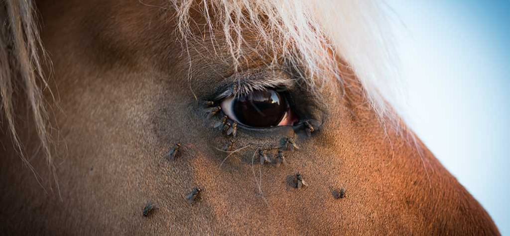 Horse fly spray