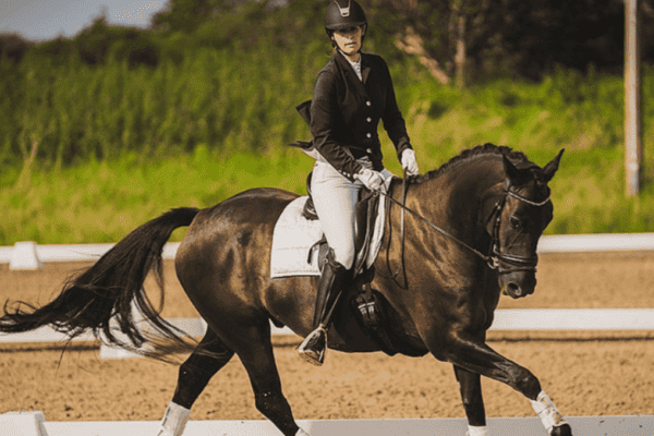 dressage