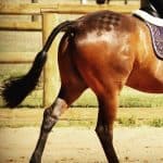 Horse Tail Grooming