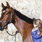 Equine Massage