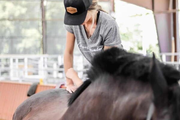 Horse Chiro