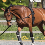 lunging (2)