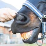 Horse Bite