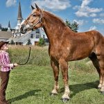 Horse height