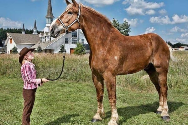 Horse height