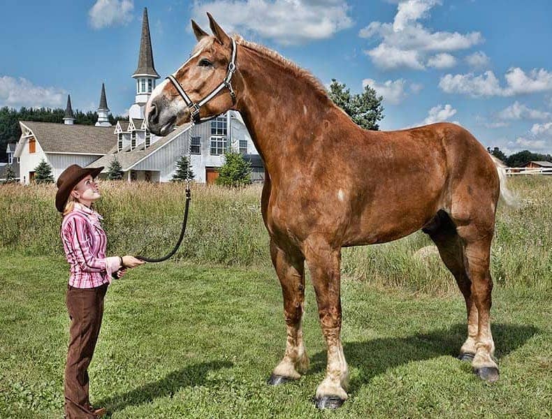 Horse height