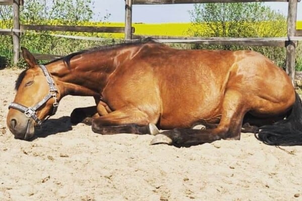 Horse Sleeping