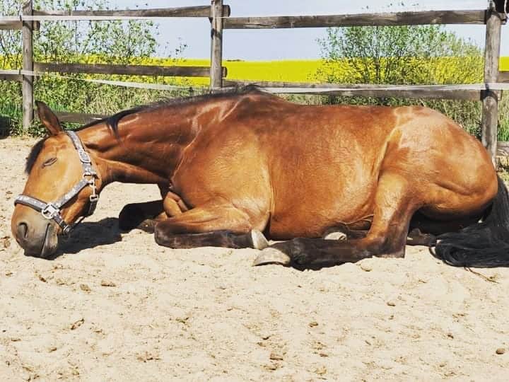 Horse Sleeping