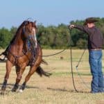 Horse Breaking1