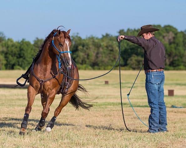 Horse Breaking1