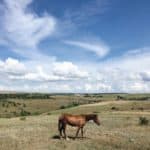 Horse Alone