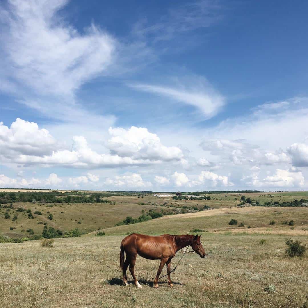 Horse Alone